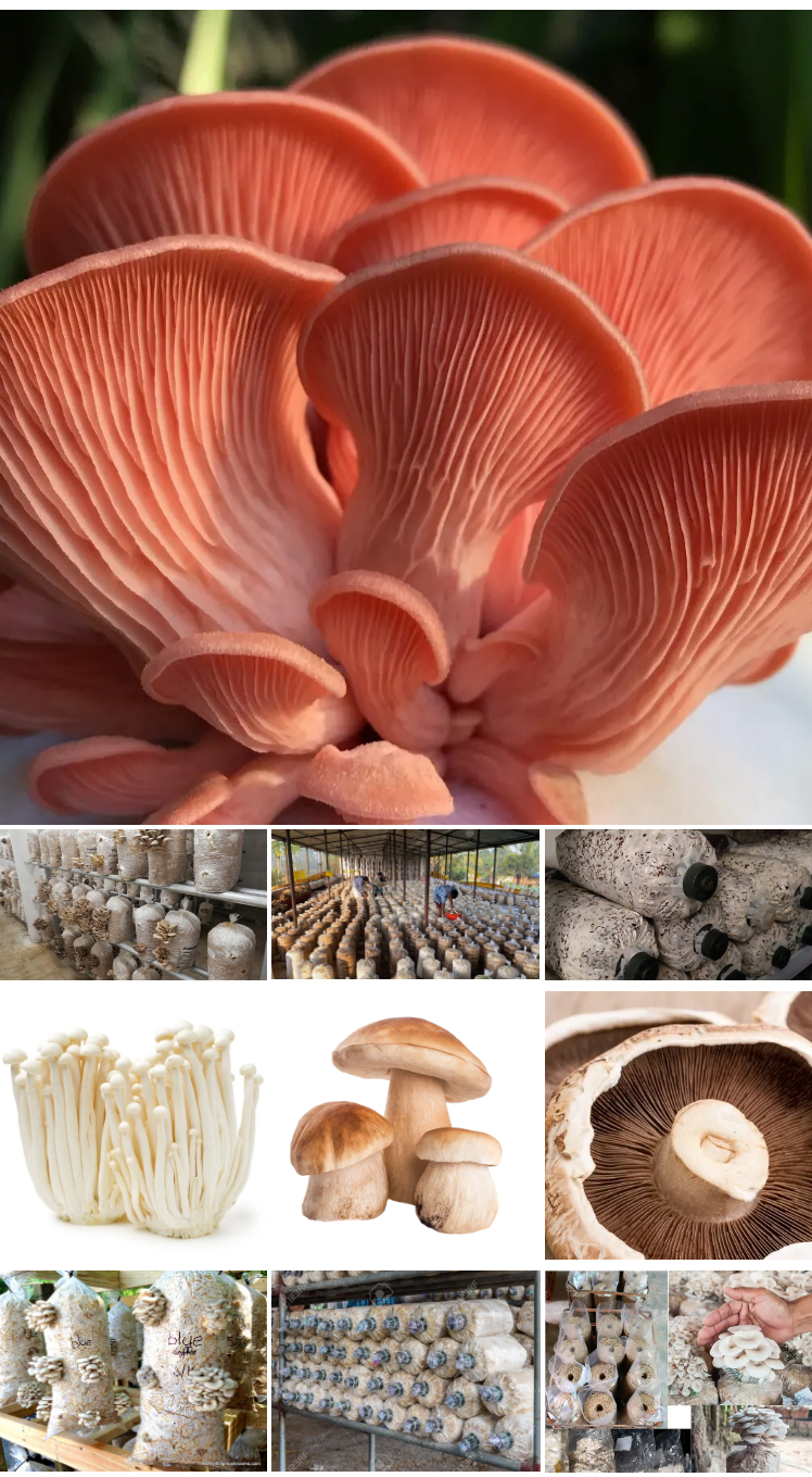round-shape-mushroom-machine_14.jpg