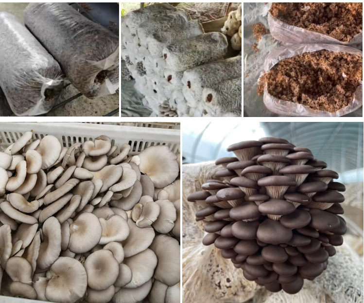 oyster-mushroom_09.jpg oyster-mushroom_09.jpg
