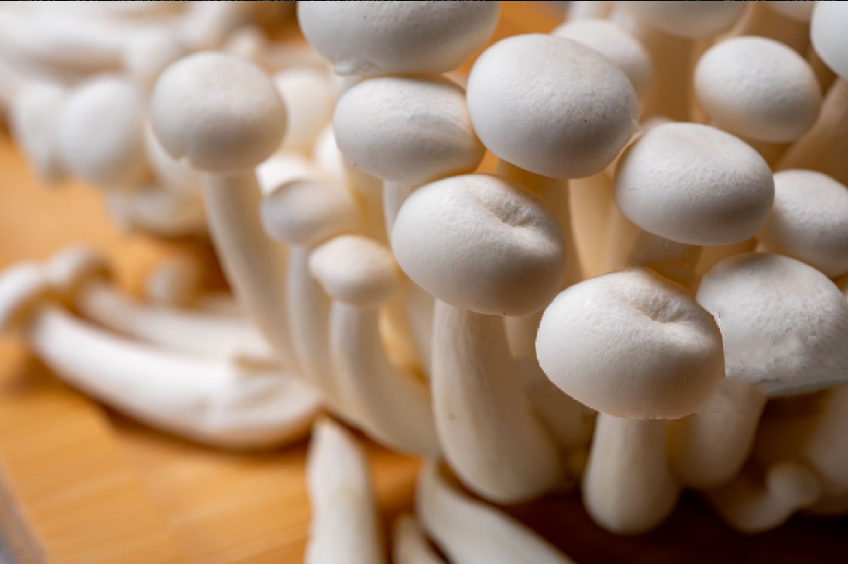 mushroom91.jpg