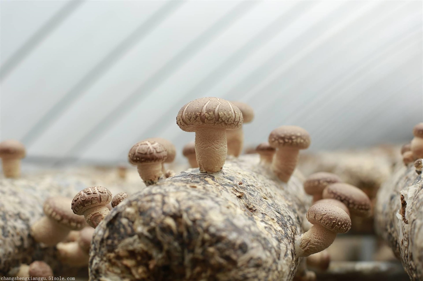 mushroom4.jpg