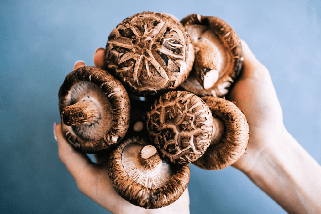 mushroom machine  (4).png