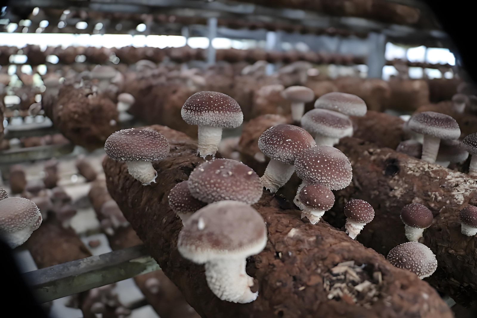 mushroom.jpg