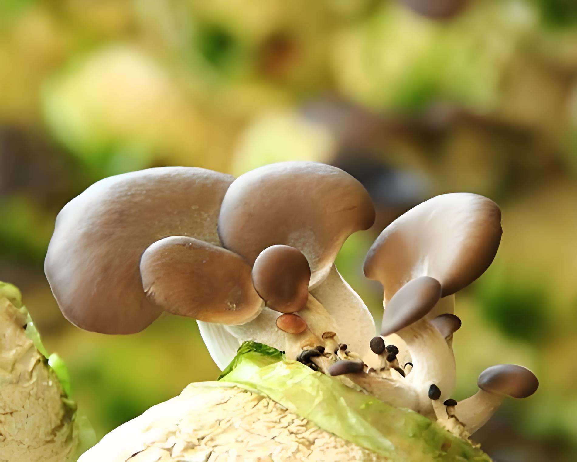 Oyster mushroom.jpg