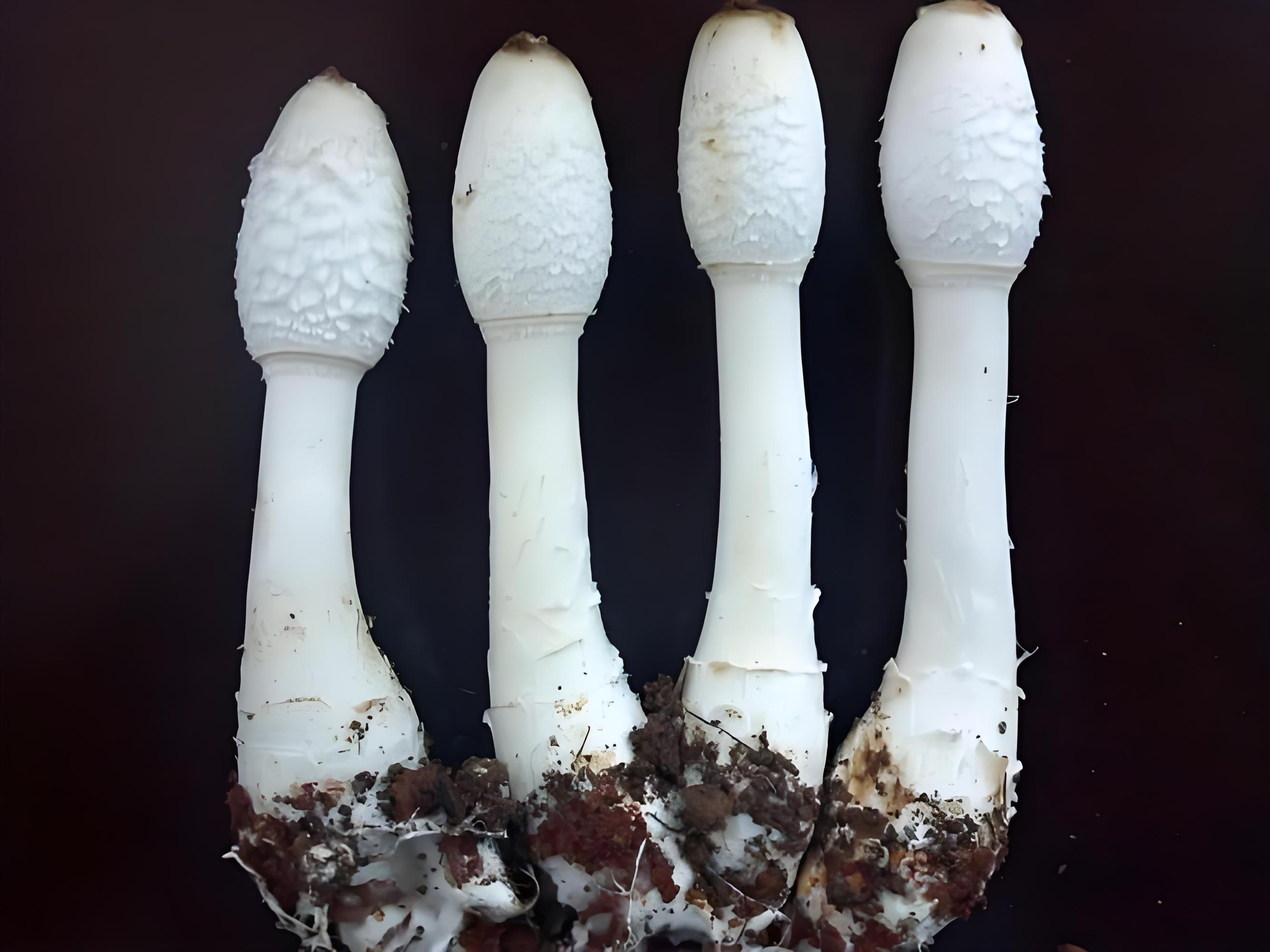 Coprinus comatus.jpg