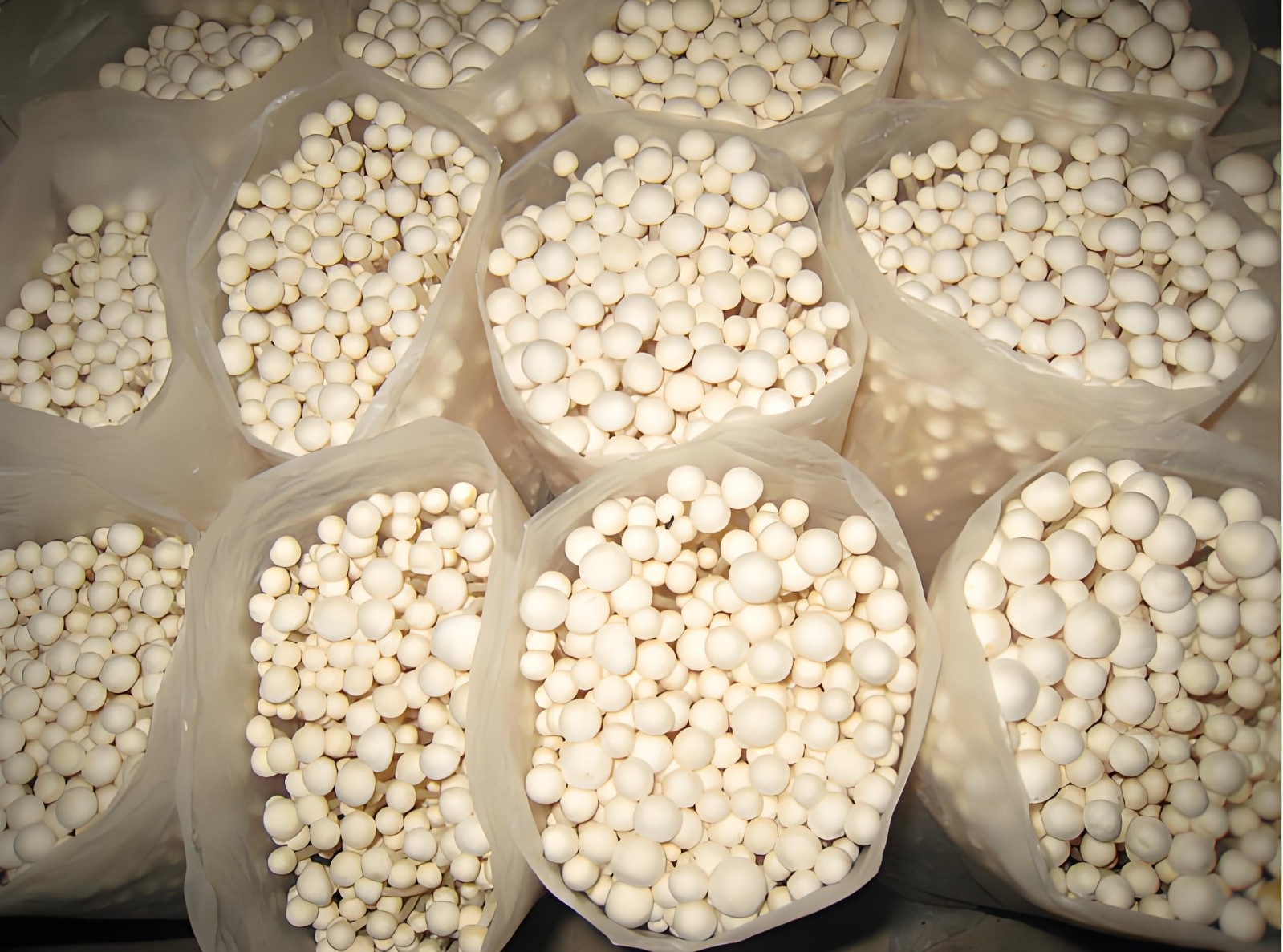 Enoki mushroom.jpg