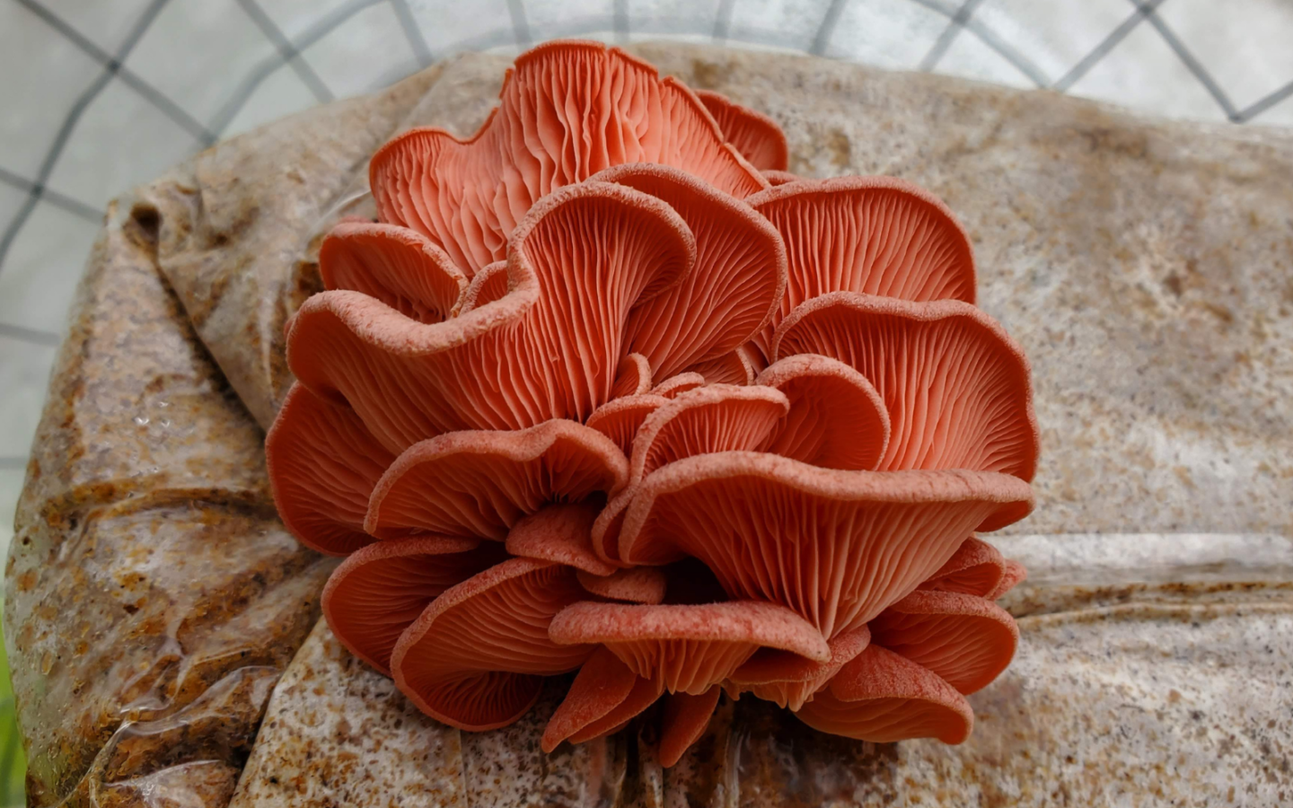 mushroom machine  (6).png