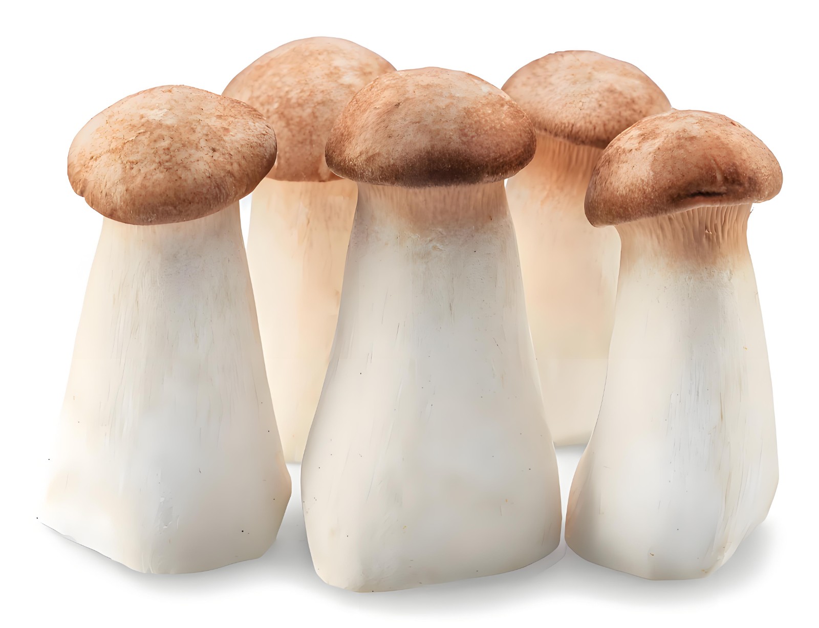 Pleurotus eryngii.jpg
