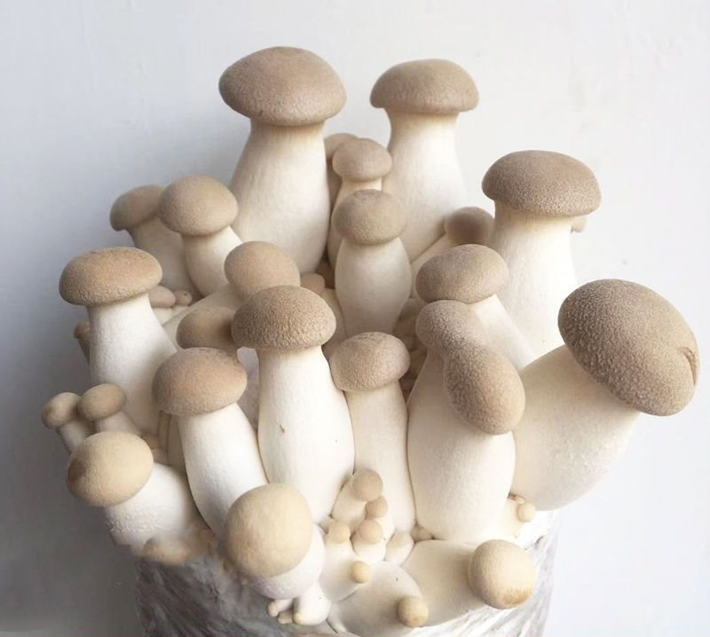 mushroom81.jpg