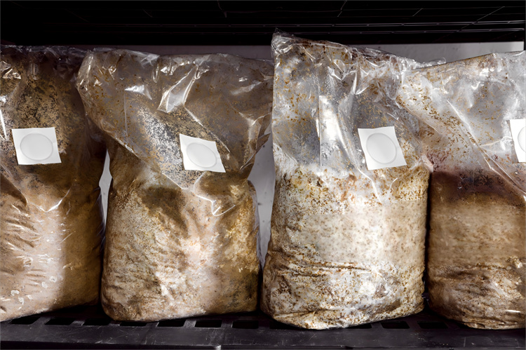 mushroom bag 01.jpg