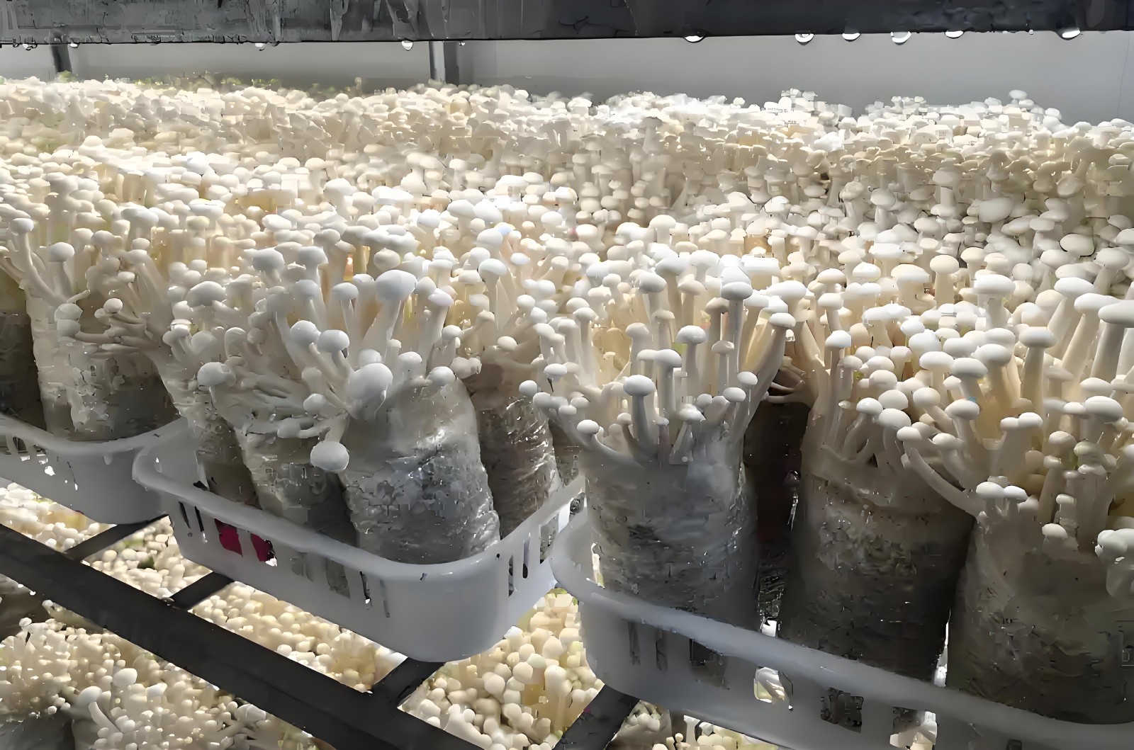 White jade mushroom 1.jpg