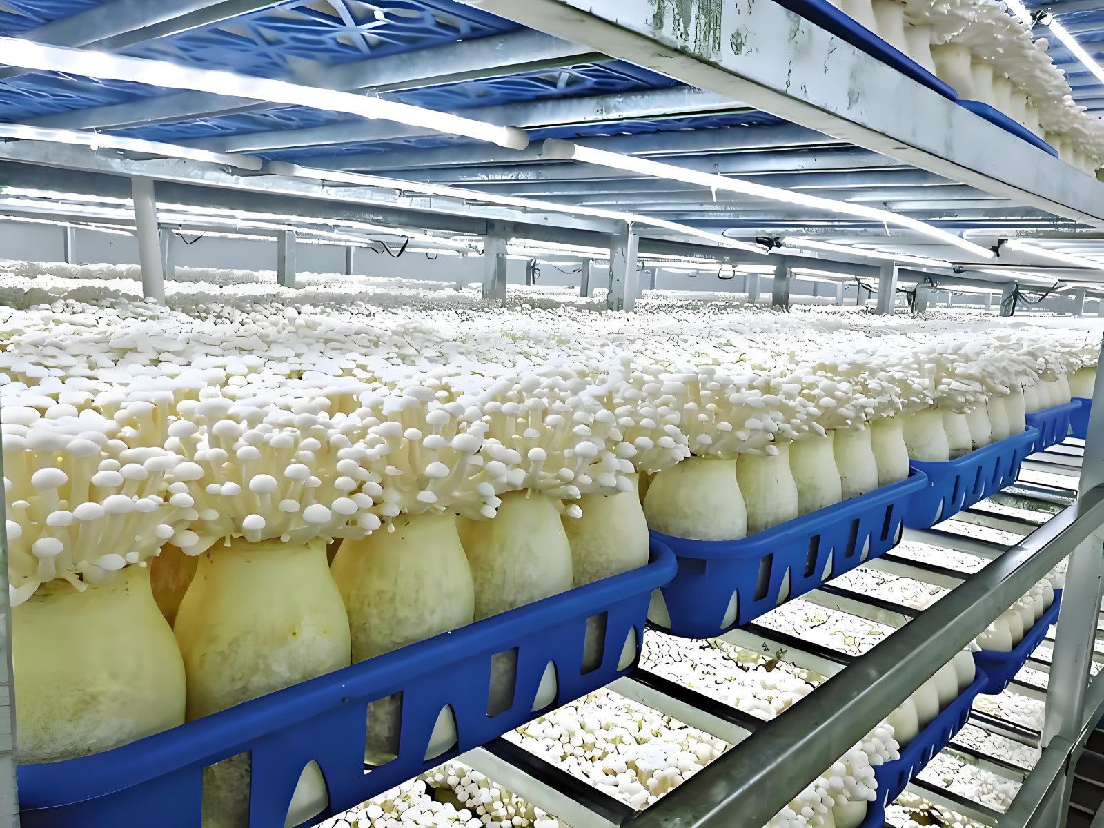 White jade mushroom2.jpg