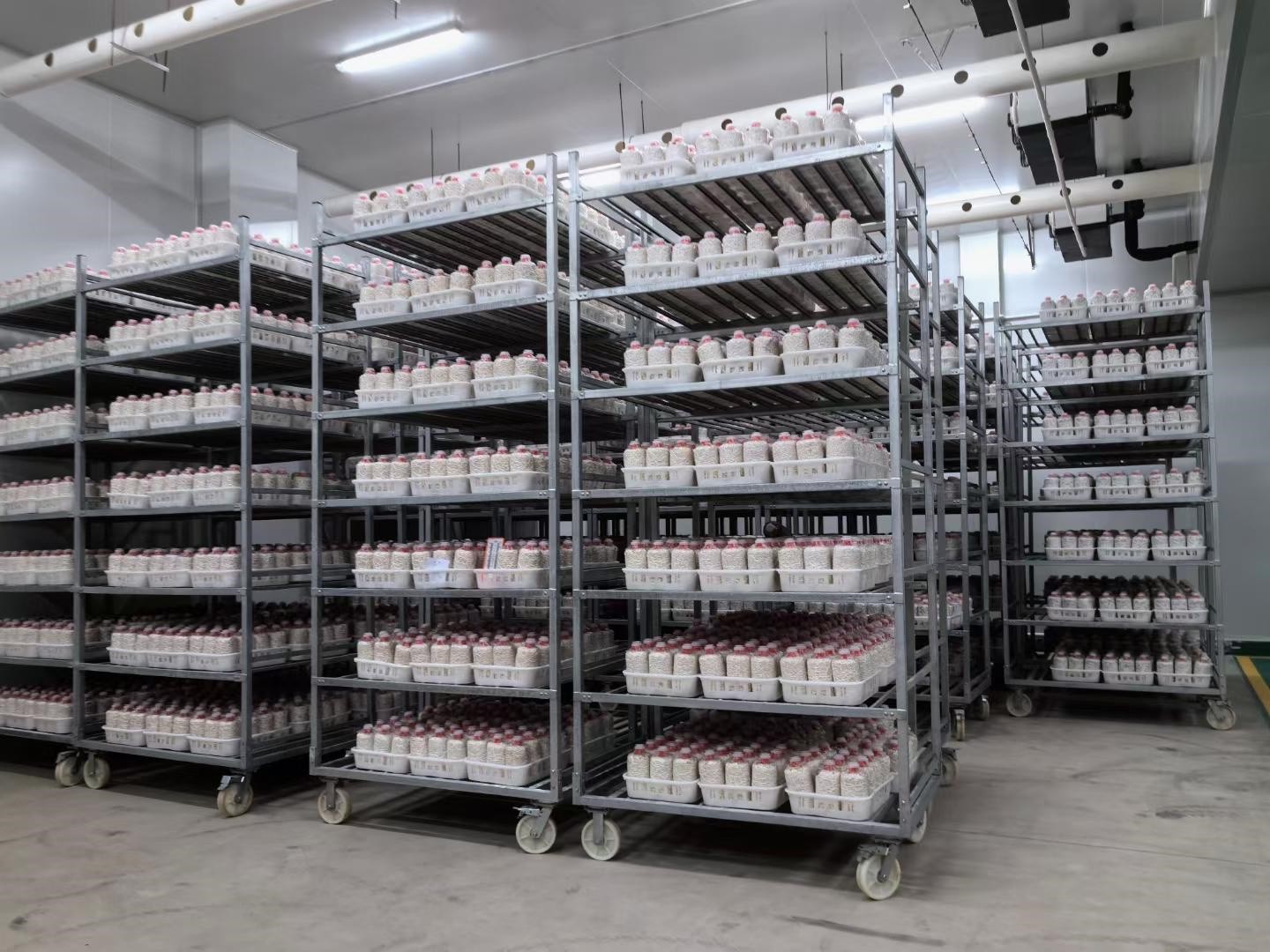 fungi cultivation racks with wheels.jpg