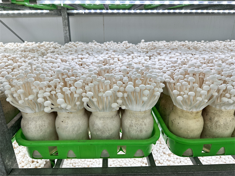 White jade mushroom4.jpg