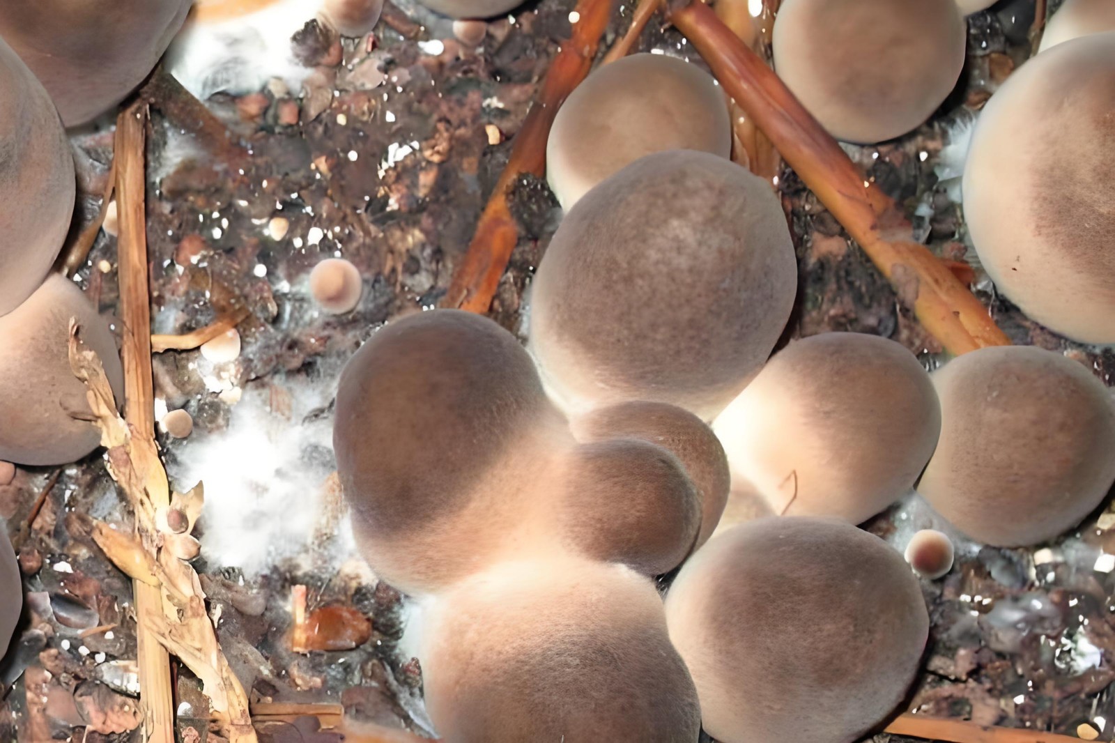 straw mushrooms (3).jpg