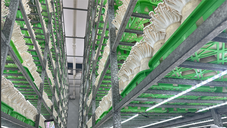 white jade mushrooms1.png