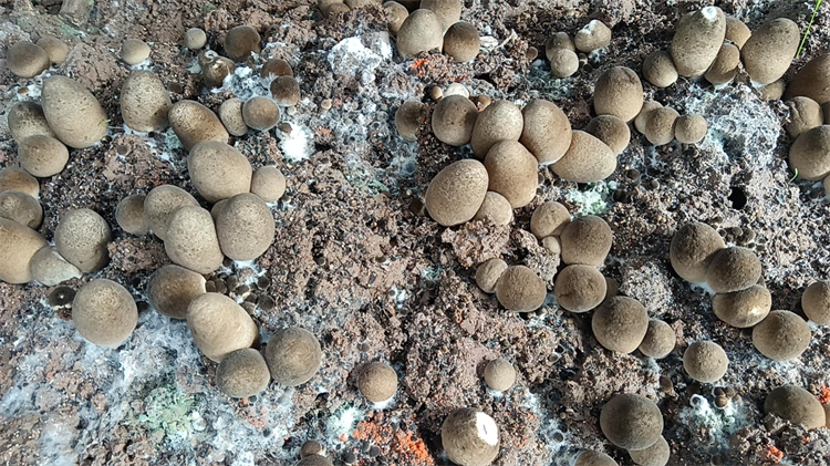 straw mushrooms.jpg
