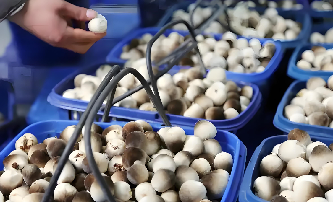 straw mushrooms 8.png