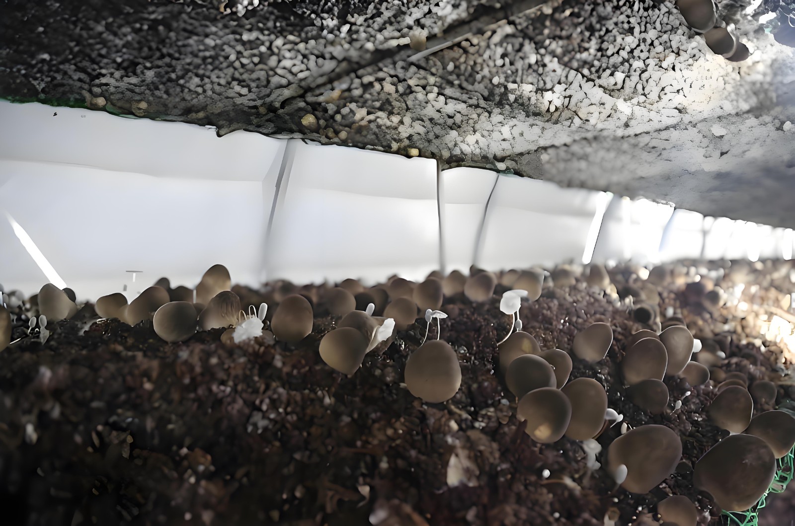 straw mushrooms.jpg