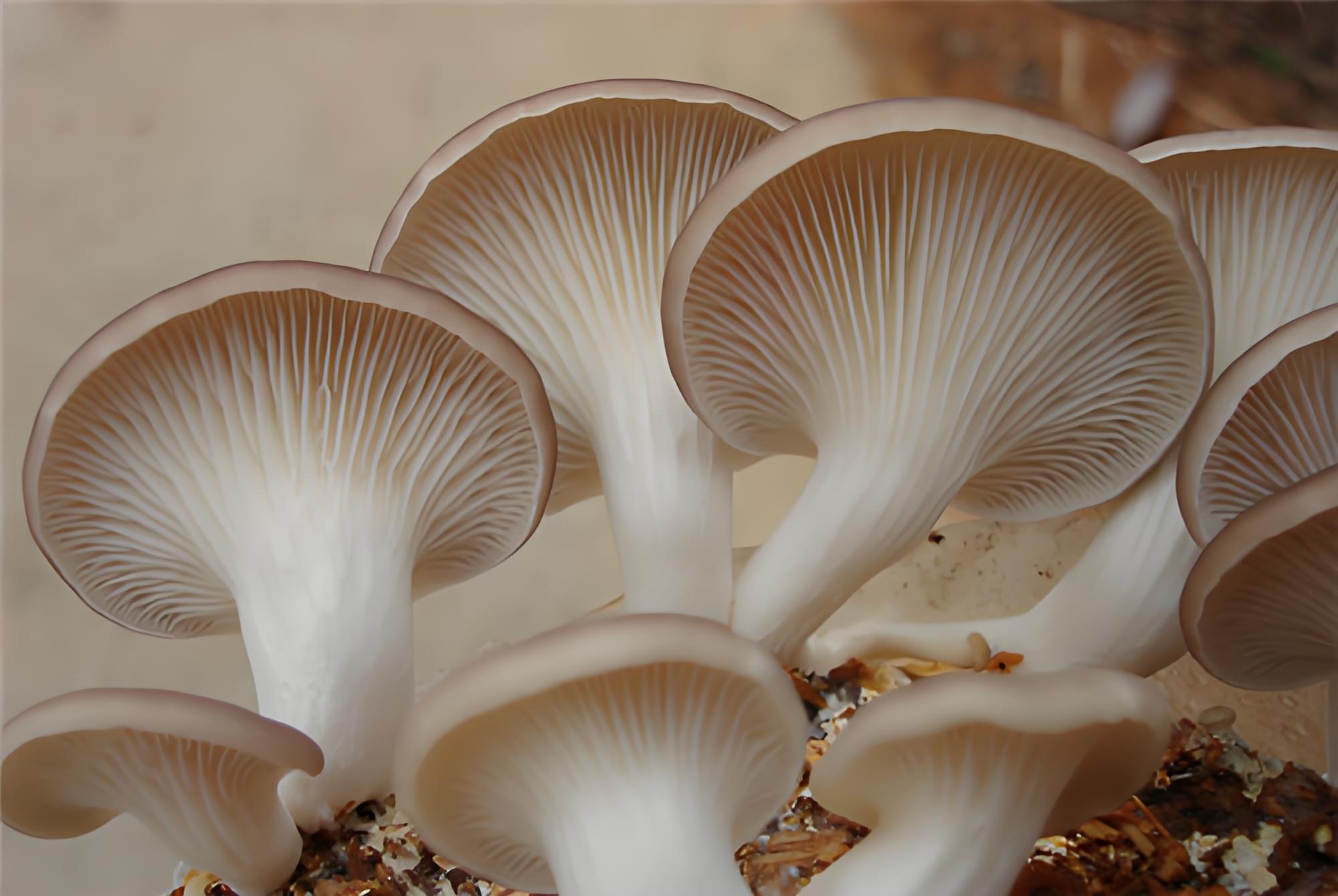 Pleurotus Geesteranus (4).jpg