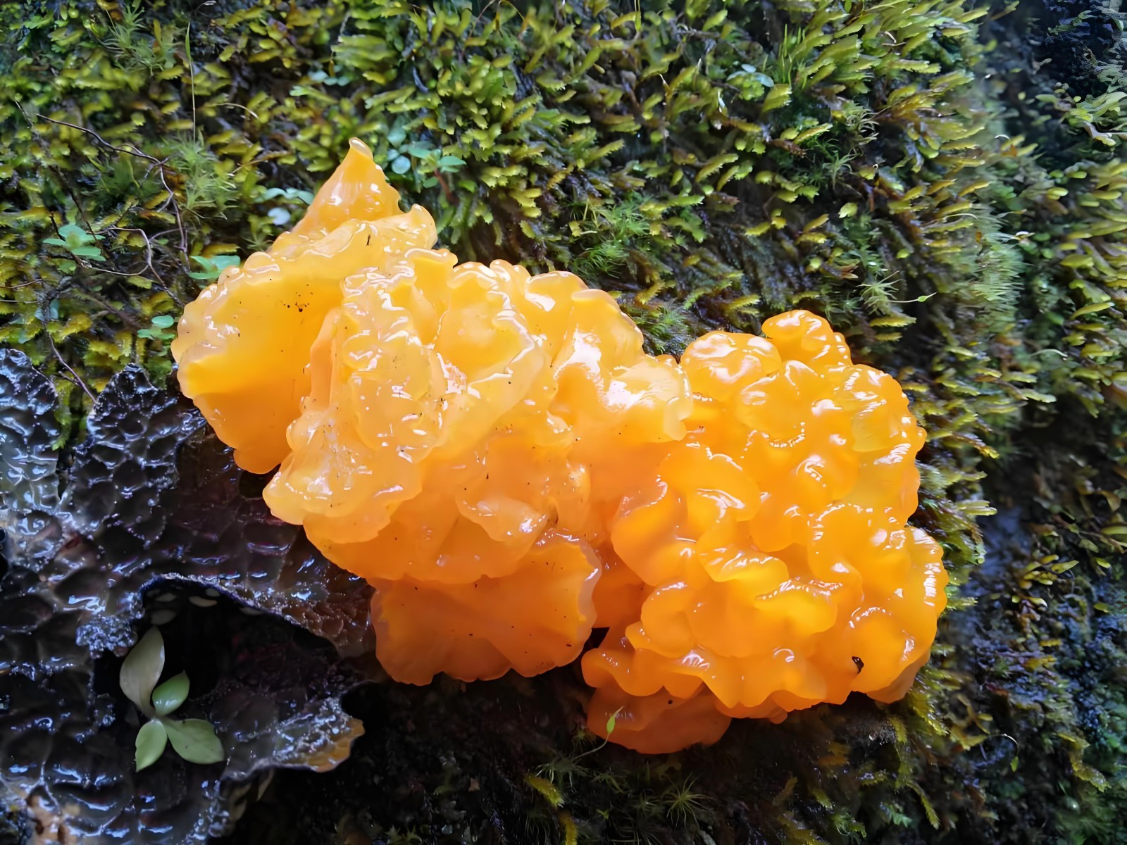 Tremella aurantialba (1).jpg