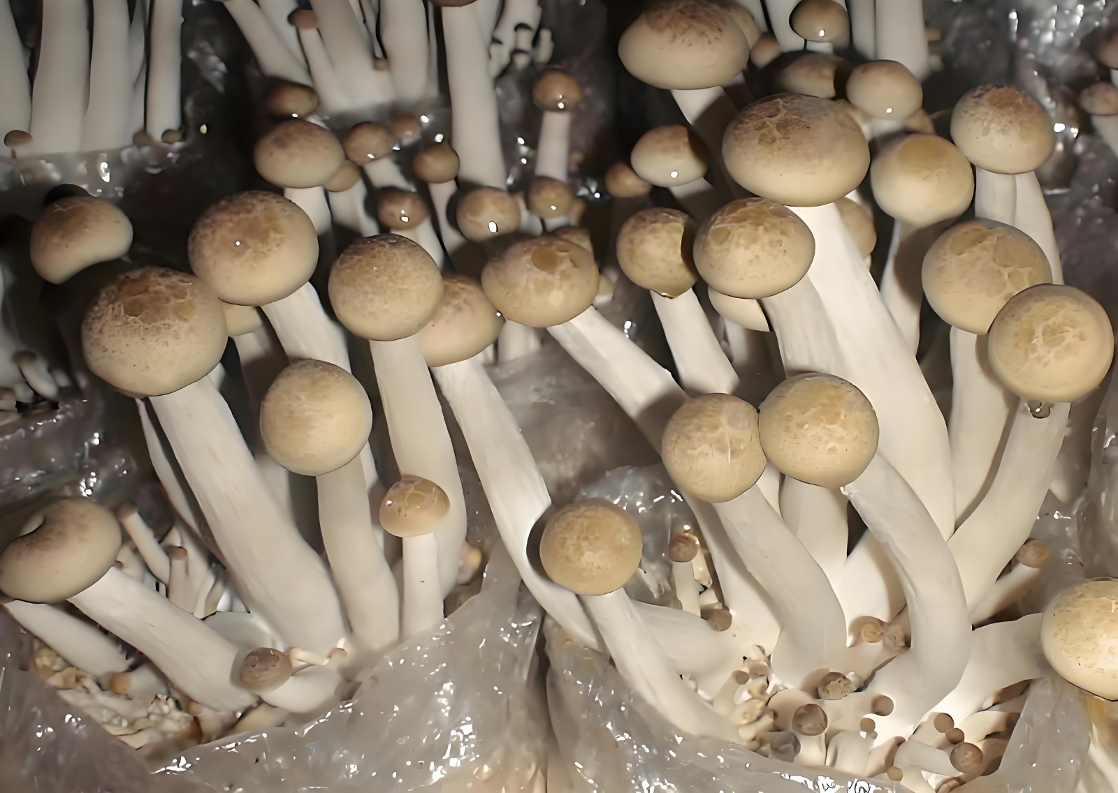 Deer Antler Mushroom (5).jpg