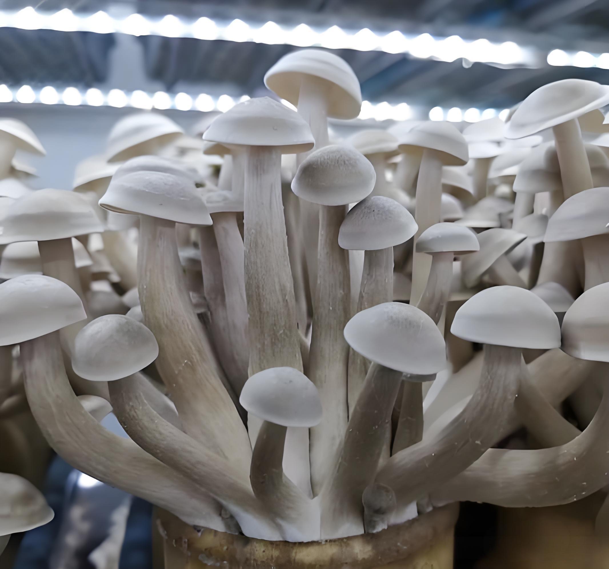 Deer Antler Mushroom 11.jpg