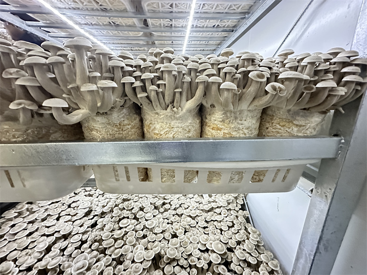 Deer Antler Mushroom (13).jpg