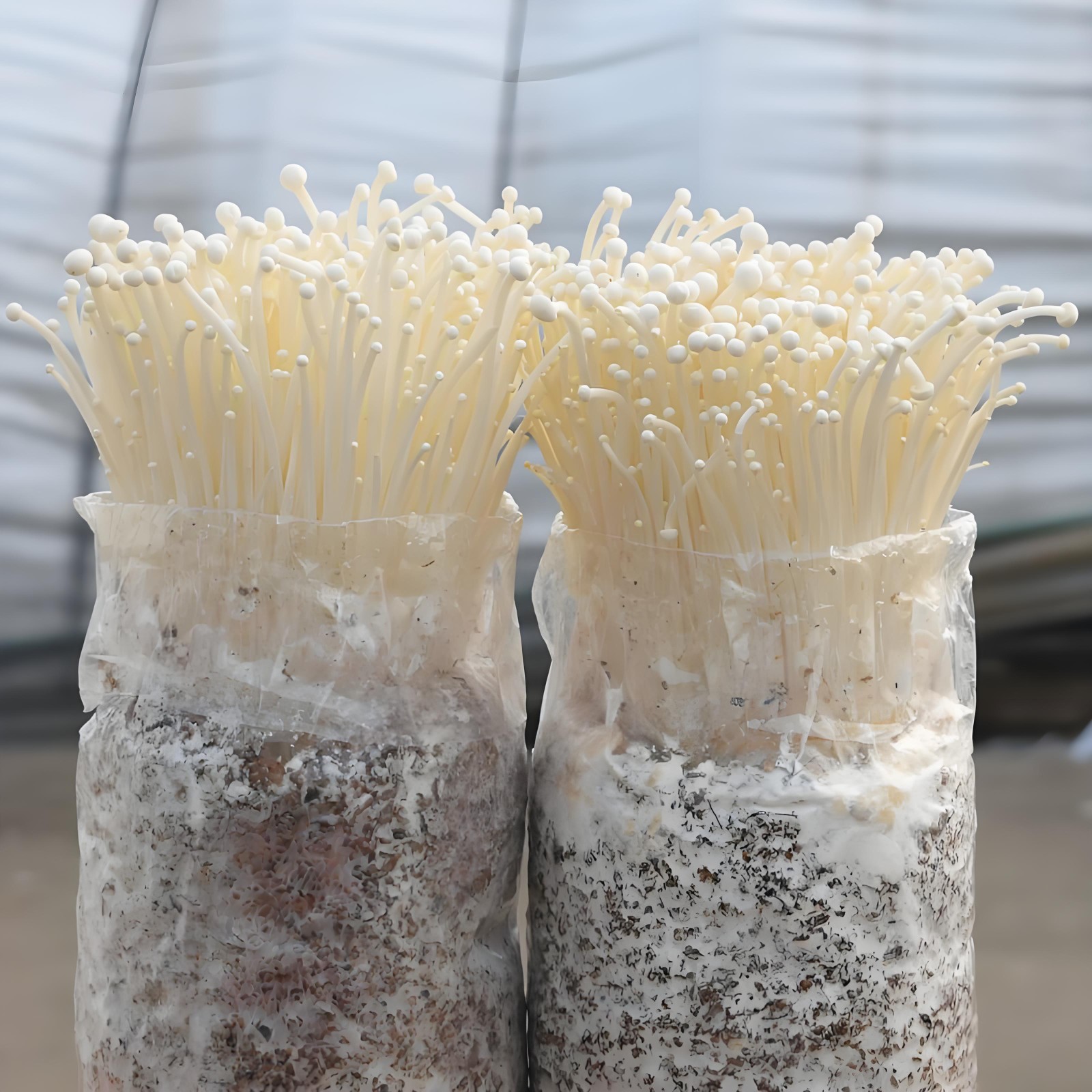 Enoki Mushrooms5.jpg