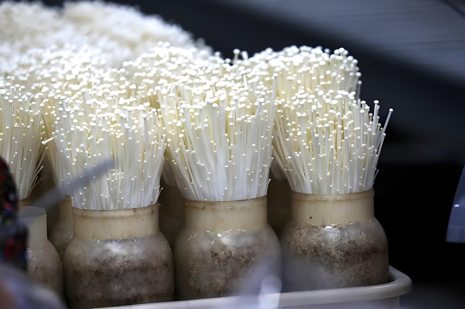 Enoki Mushrooms 2.jpg
