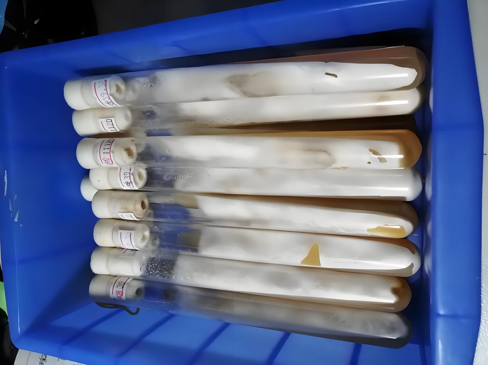 enoki mushroom 6.jpg