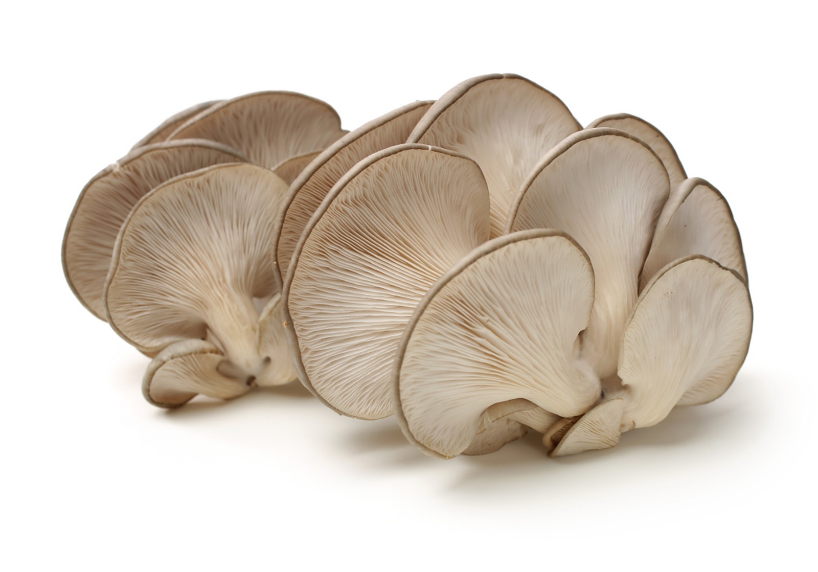 mushroom43 (2).jpg mushroom43 (2).jpg