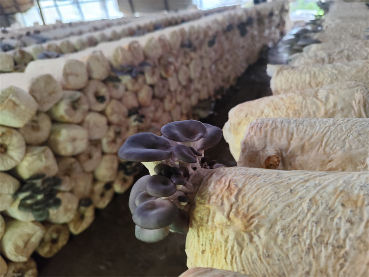 Oyster Mushroom.jpg