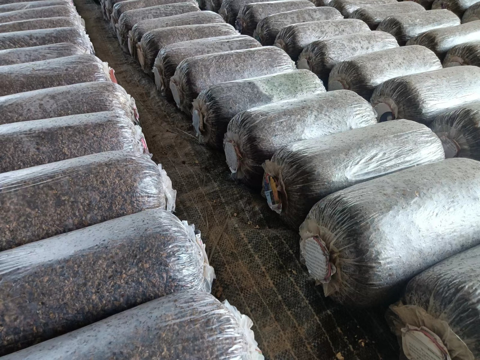 Oyster Mushroom (2).jpg