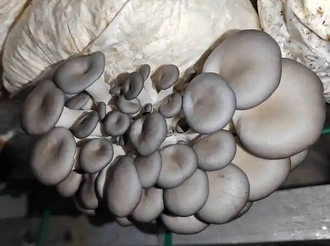 Oyster mushrooms (2).jpg