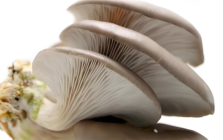 Oyster mushrooms (2)_.jpg