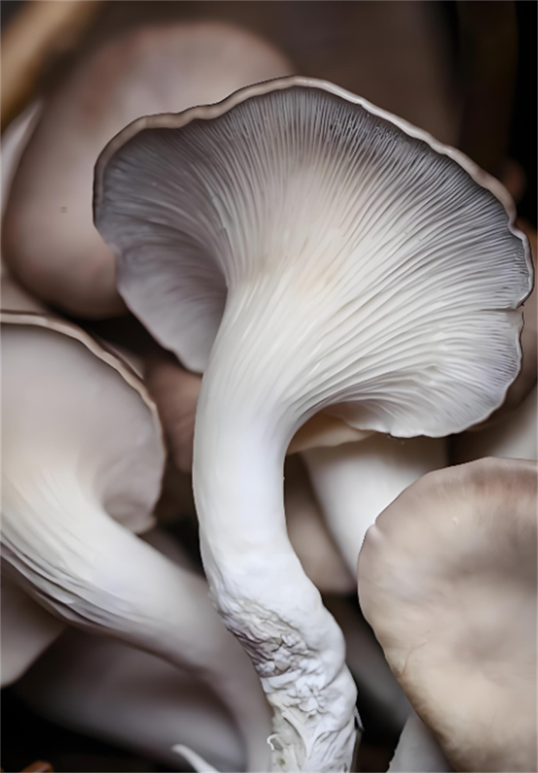 Oyster mushrooms (2).jpg Oyster mushrooms (2).jpg