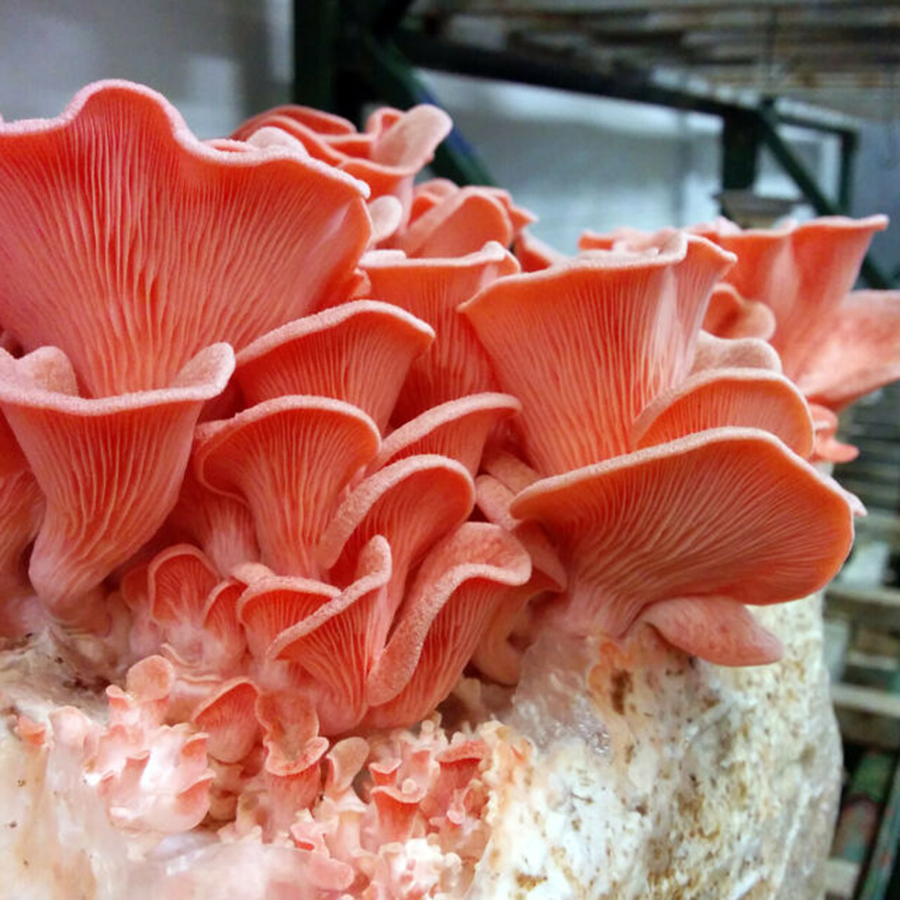 The demand for environmental conditions during the growth and development of edible mushrooms