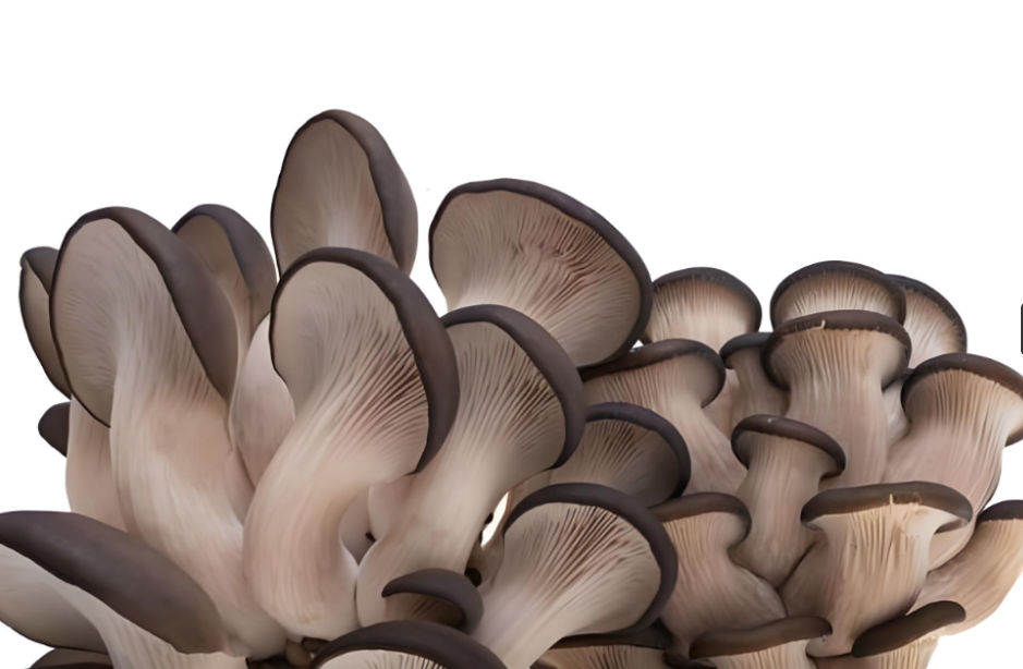 Oyster Mushrooms: Tasty, Nutritious & Grower-Friendly
