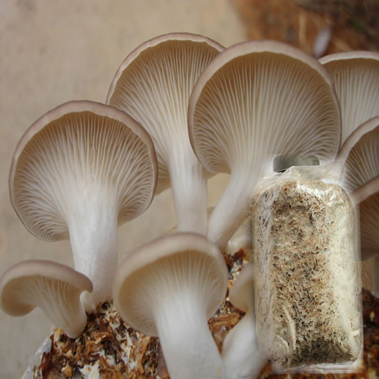 Oyster Mushroom Growth: Key Nutritional Needs