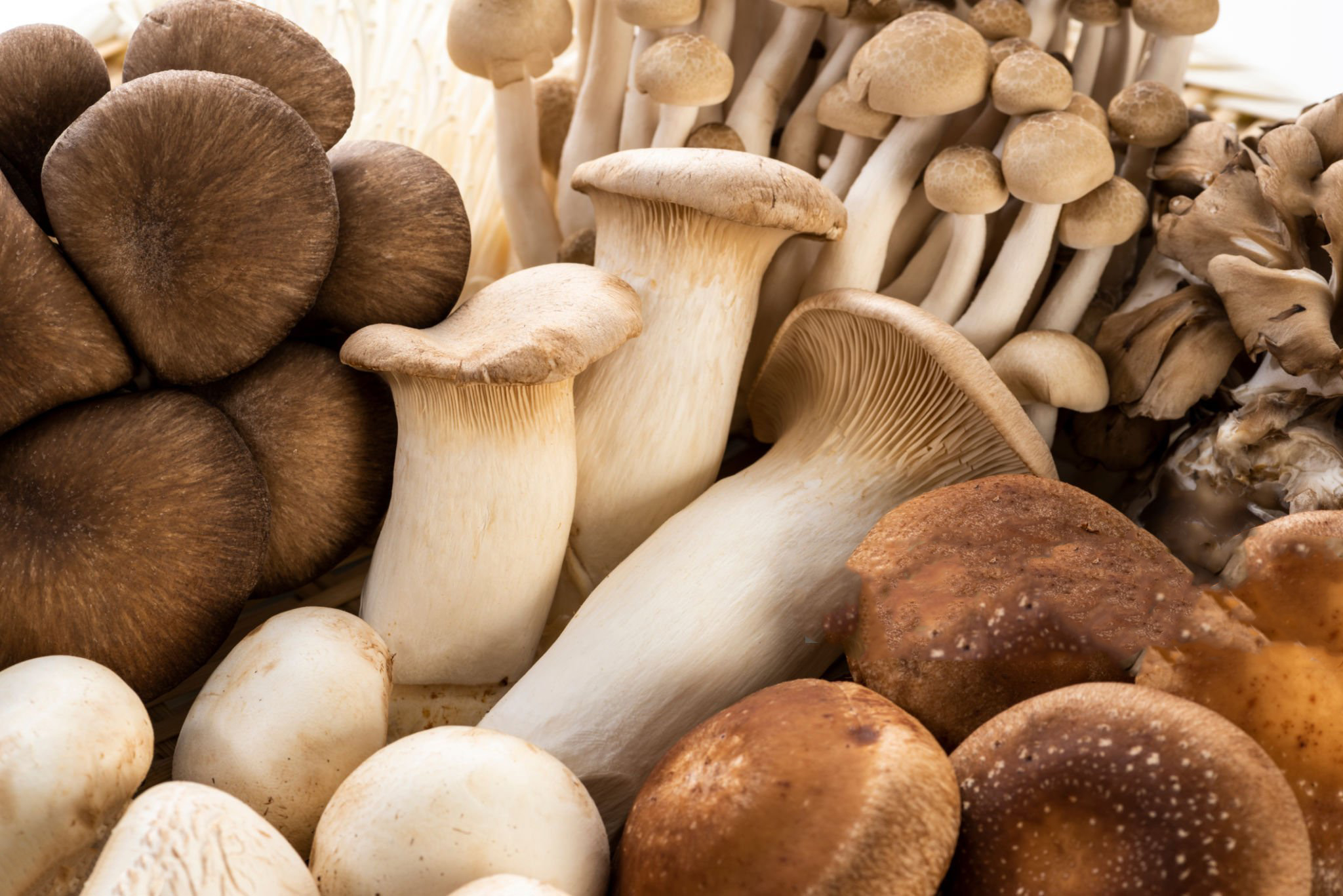 The role of edible and medicinal fungi in nature’s ecological cycle system