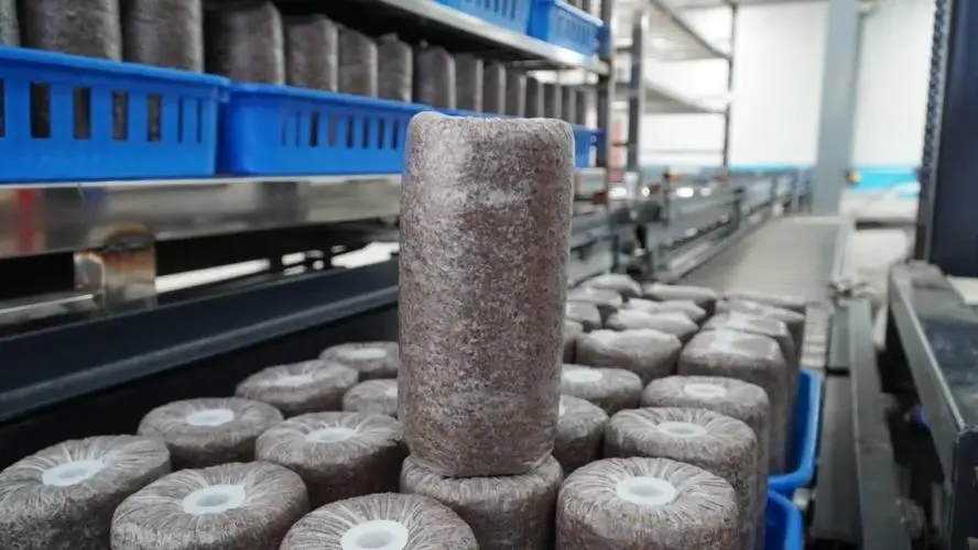 Selection of cultivation containers in the production process of cultivation bags