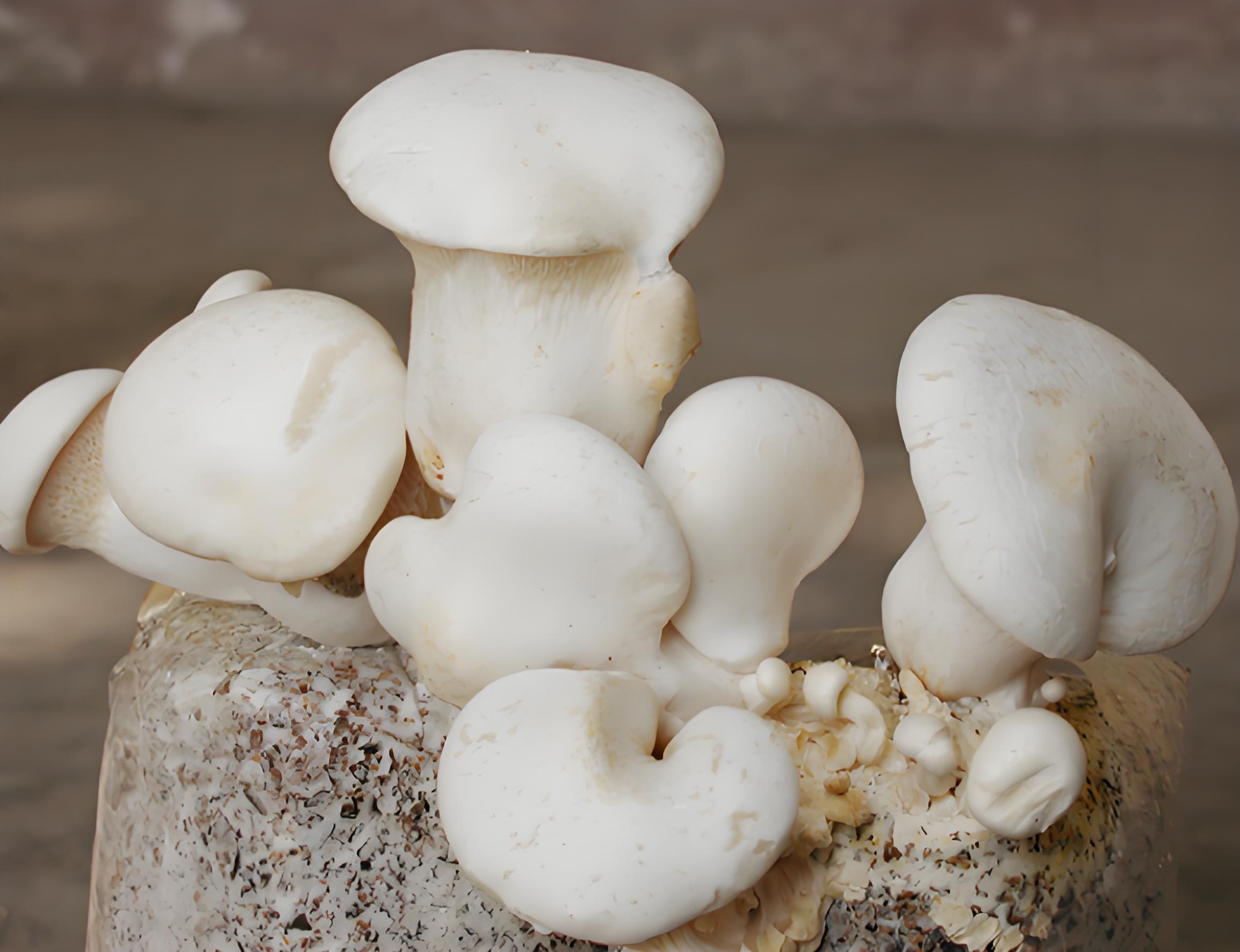Understand the ecological environment of cultivated fungi
