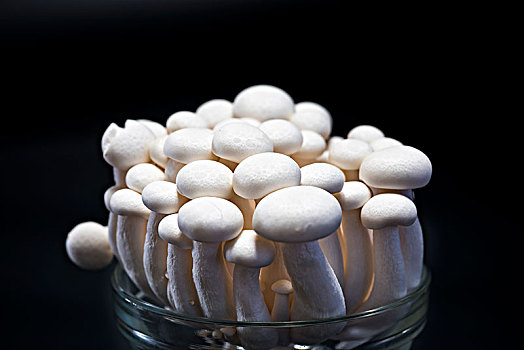 White jade mushroom