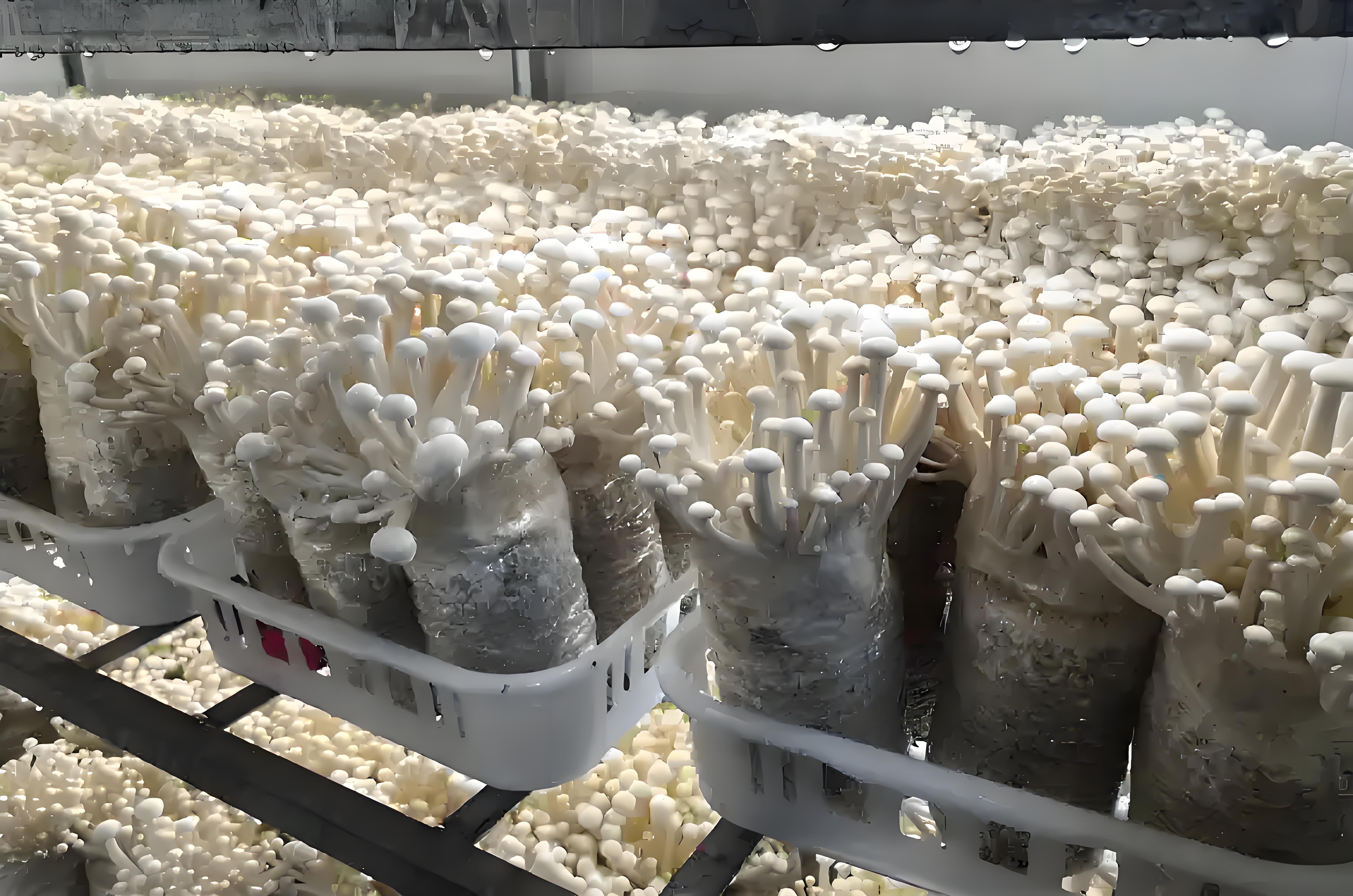 Cultivation history of white jade mushroom