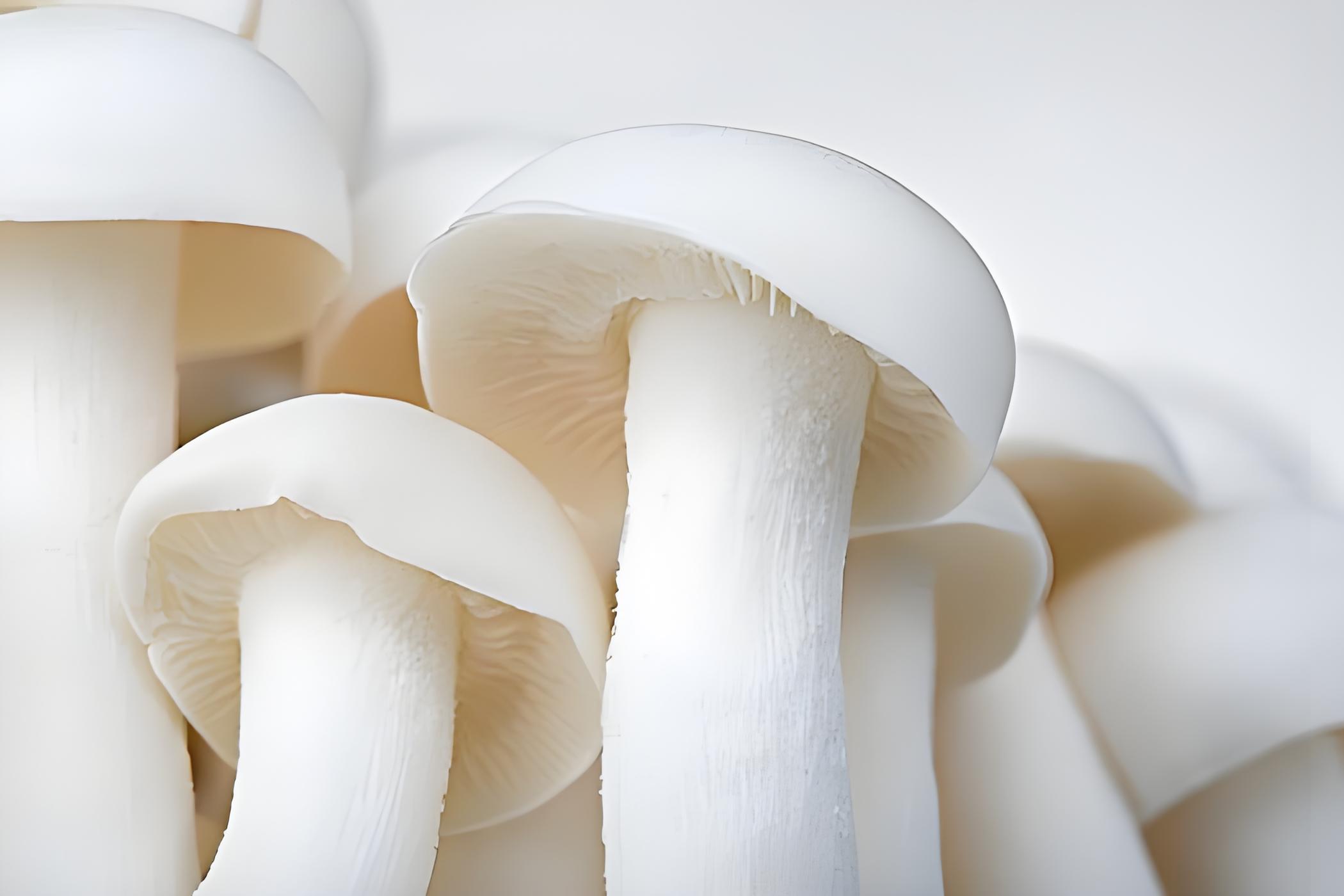 Biological characteristics of white jade mushroom