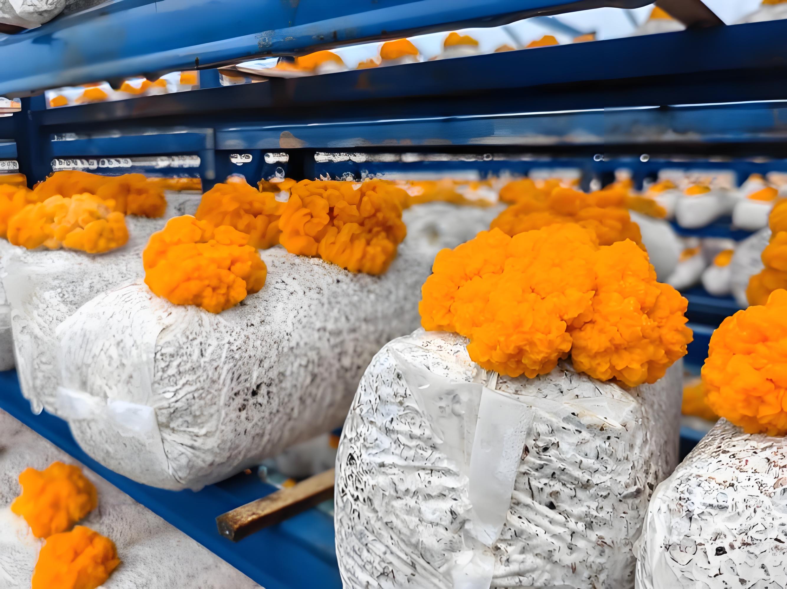 Key Technologies for Facility Cultivation of Golden Ear Mushroom Bags (Sticks)