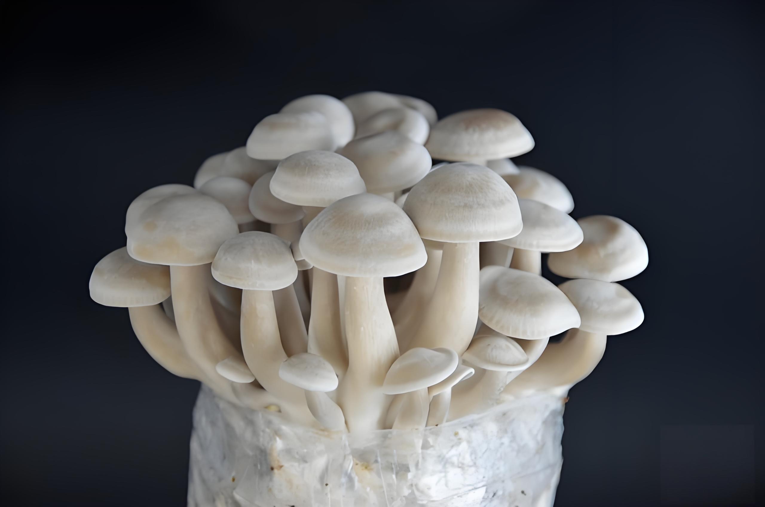 Deer Antler Mushroom