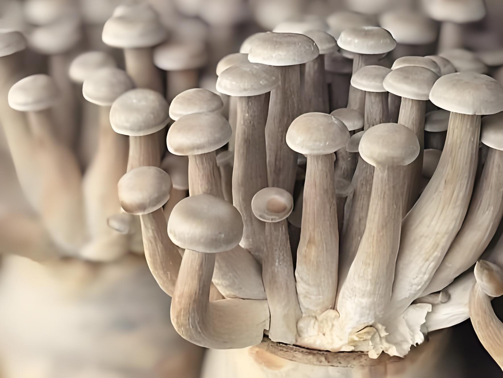 Overview of Deer Antler Mushroom