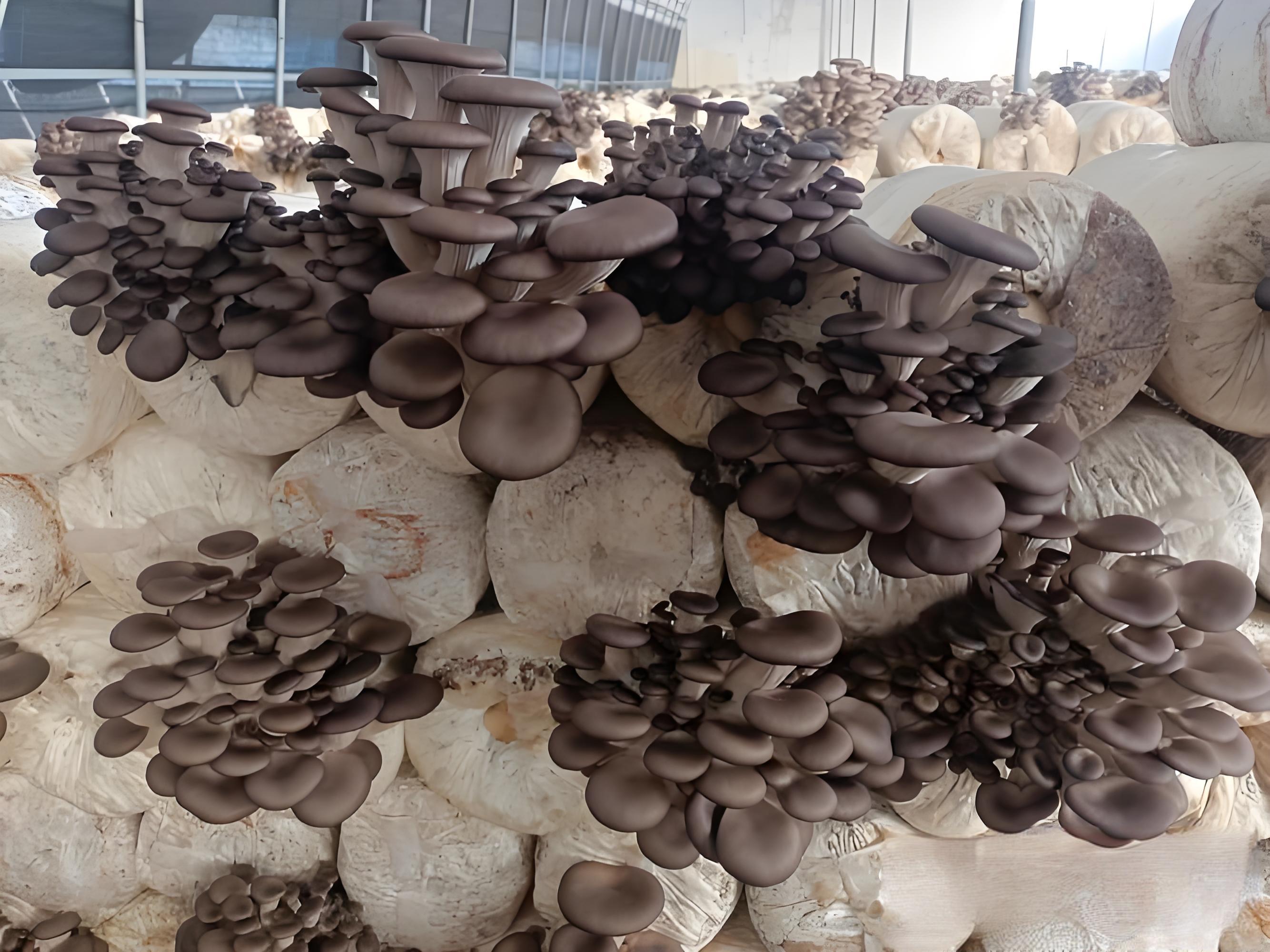 Pleurotus geesteranus cultivation in bags