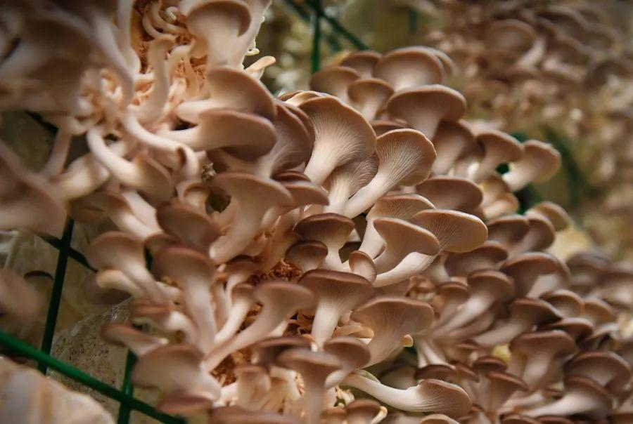 Pleurotus Geesteranus Fruiting Management